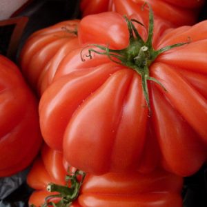Costoluto Genovese Tomato