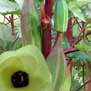 Texas Hill Country Red Okra BULK