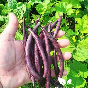 Color-Themed Seed Combo: PURPLE