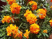 Marigold, African Crackerjack – BULK