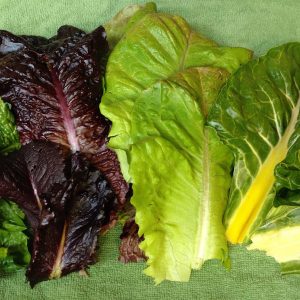 Easy Greens 4-Pack