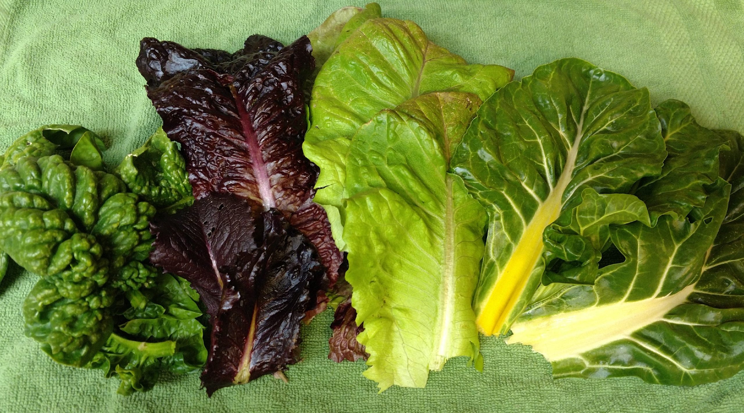 Easy Greens 4-Pack