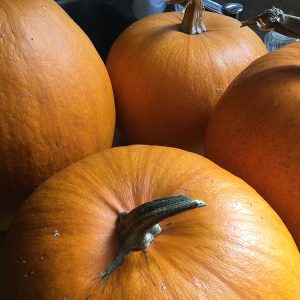 Cherokee Bush Pumpkin