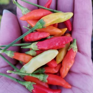2020 Garden Challenge Seed Combo Pack