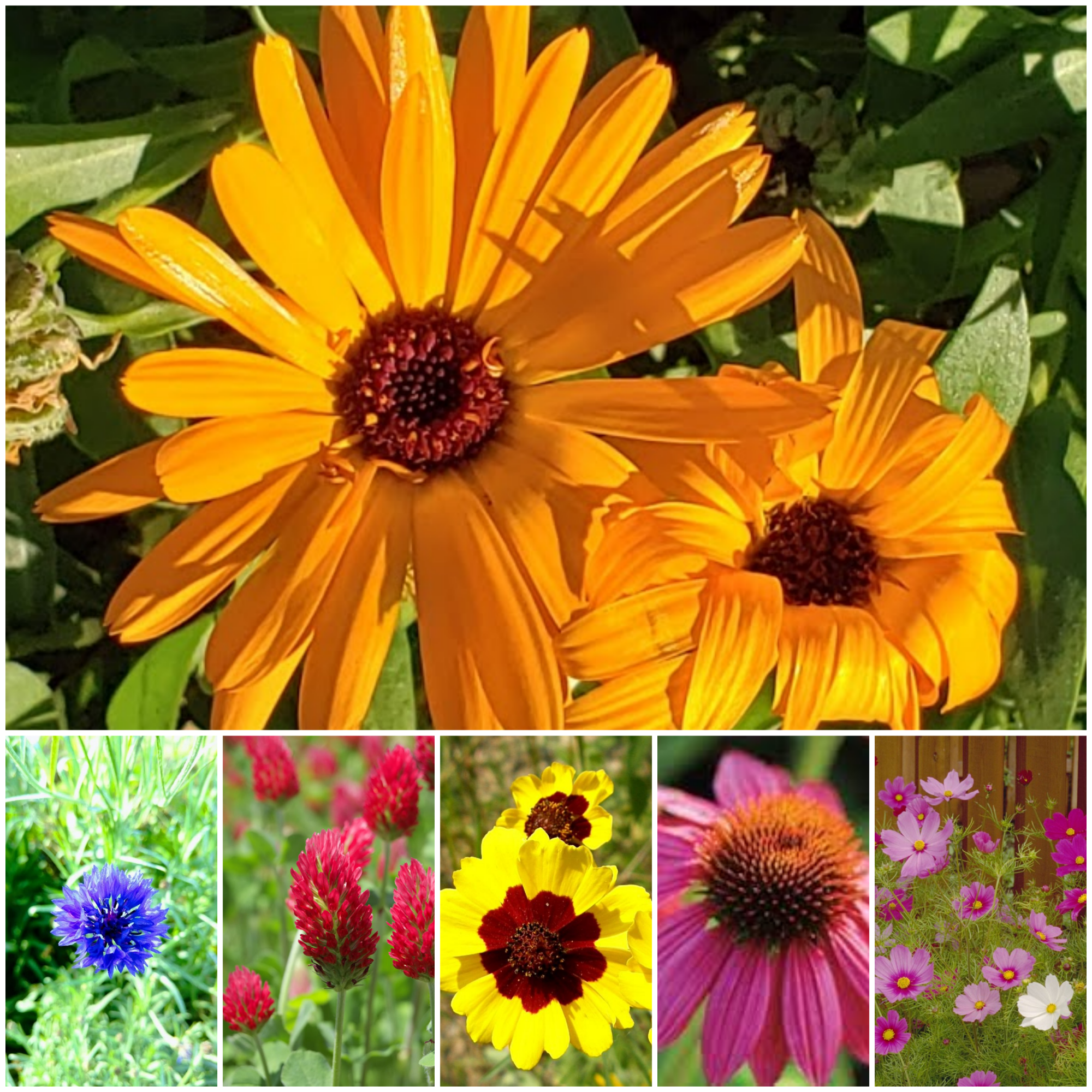 “Plant for Pollinators” Garden Mix – Bulk