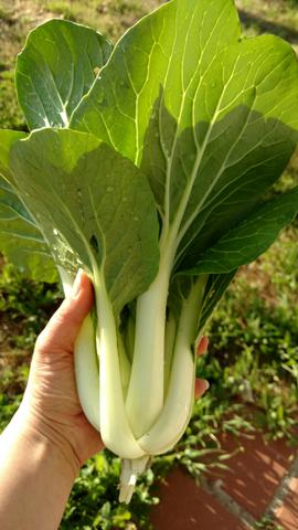 Pak Choy Cabbage BULK