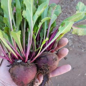 FALL Garden Seeds Super Combo pack
