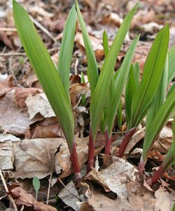Wild Leek, Ramp