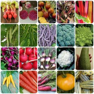 Rainbow Garden Seed Combo Pack