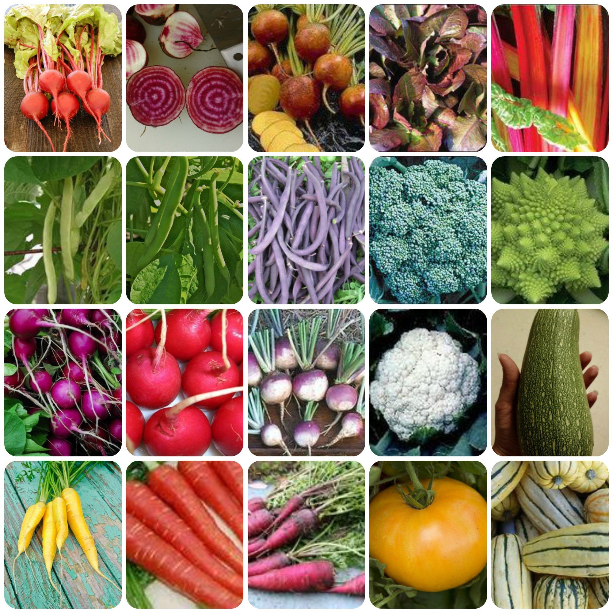 Rainbow Garden Seed Combo Pack
