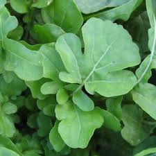 Arugula Slow-Bolt BULK