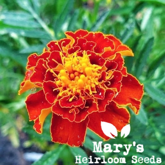 French Marigold – BULK
