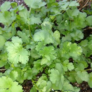 Cilantro Slow-Bolt BULK