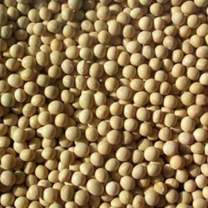 BULK EB – Organic Soybeans, 50 Lbs