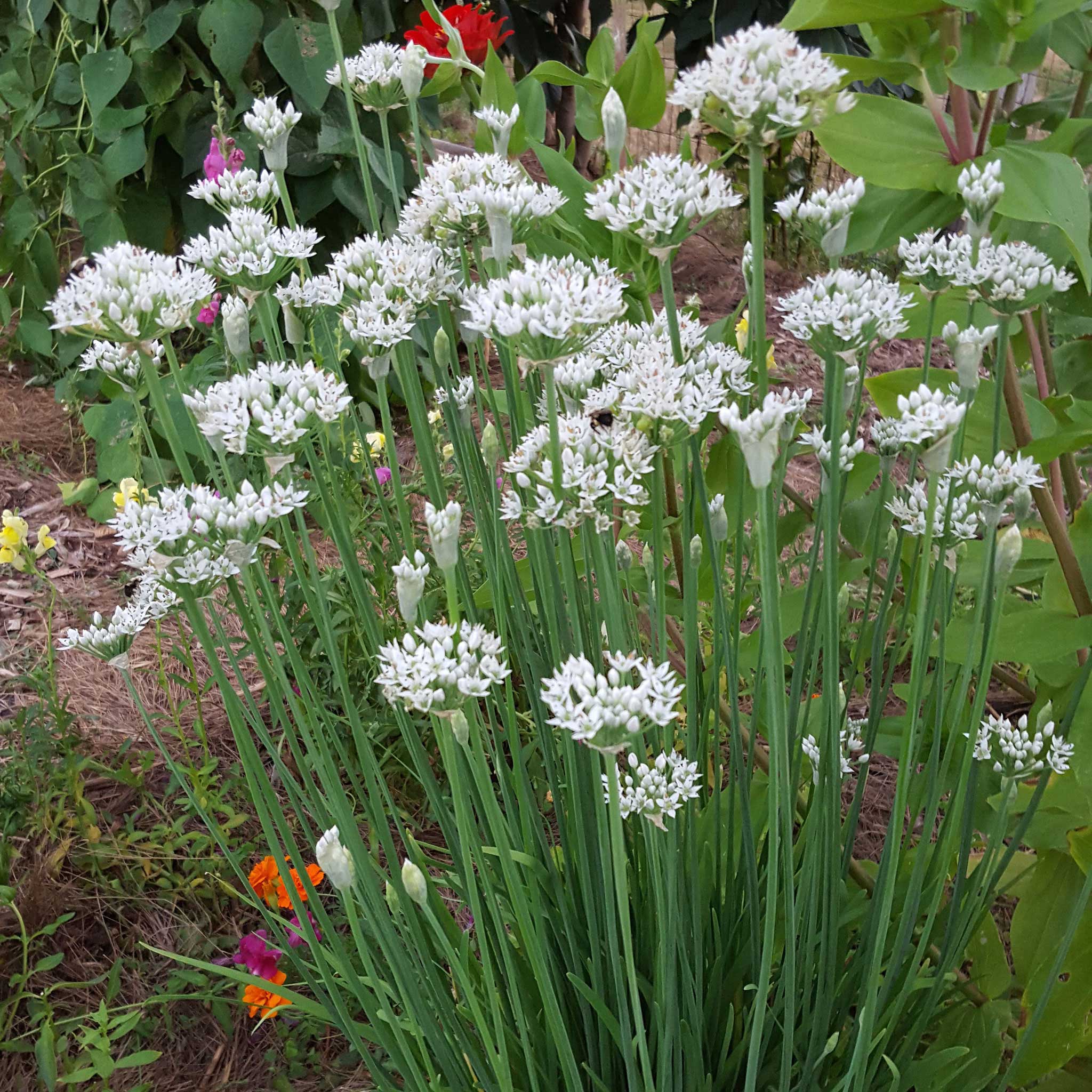 Garlic Chives BULK