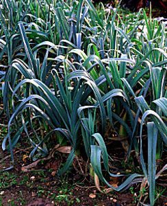 Blue Solaise Leek
