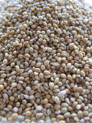 German Golden Millet – Bulk