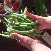Mary’s Garden Pack