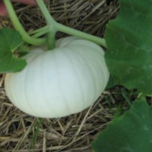 Casper Pumpkin