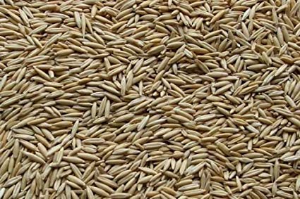 Oat Seeds – Bulk