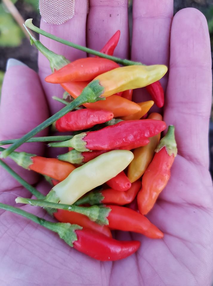 Mary’s Pepper Combo Pack