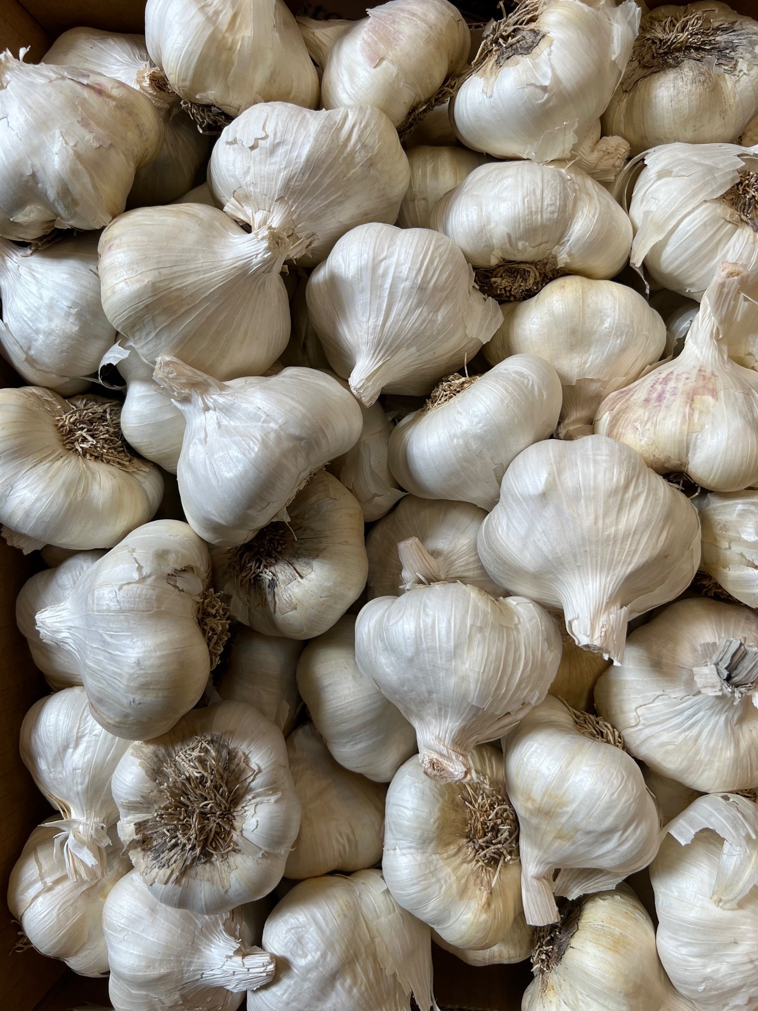 Gilroy Garlic Super Colossal Size Christopher Ranch 5 loose heads appr
