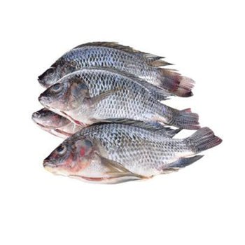 Tilapia Fish | Pack of 4 – Fresh, Frozen & Delicious