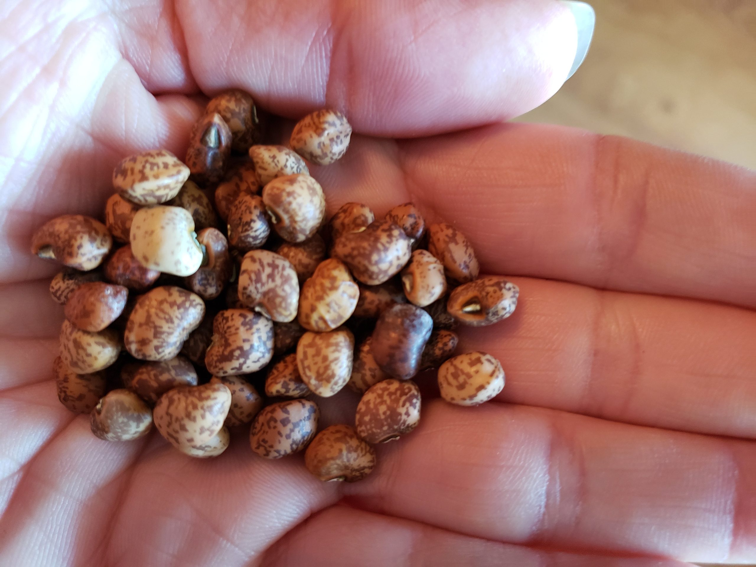 Whippoorwill Southern Pea