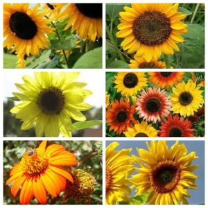 Sunflower Seeds Combo Pack