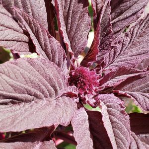 Red Garnet Amaranth BULK Seeds