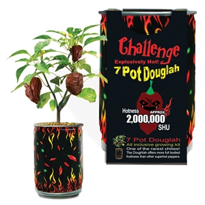 Challenge 7 Pot Douglah Pepper Plant – 2,000,000 SHU