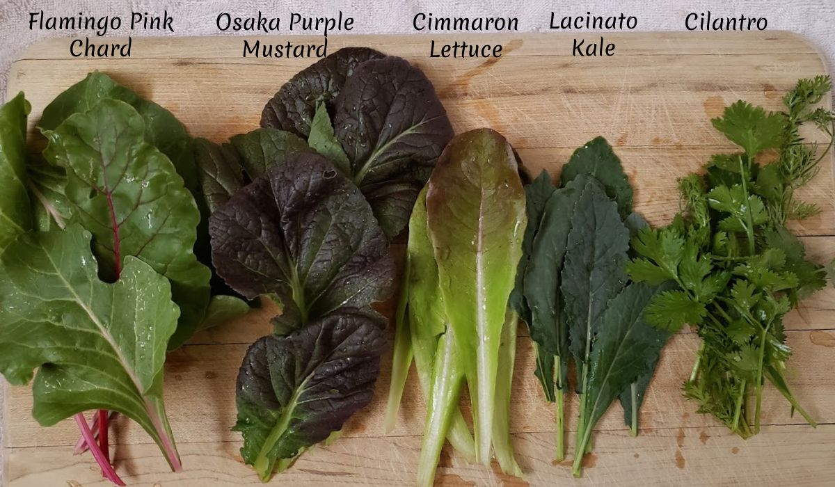 Mary’s Salad Greens Combo Pack