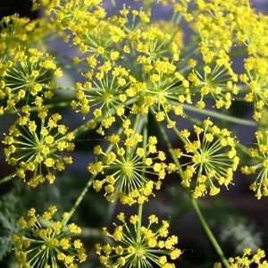 Dill Bouquet BULK