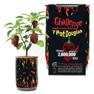 Challenge 7 Pot Douglah Pepper Plant