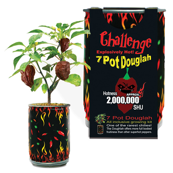 Challenge 7 Pot Douglah Pepper Plant