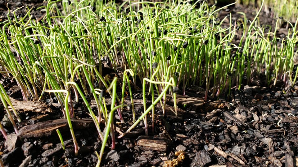 Tokyo Long White – Microgreens Seeds