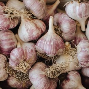 Russian Red Seed Garlic