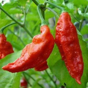 Bhut Jolokia Ghost Pepper