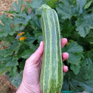Container Garden Seed Combo Pack