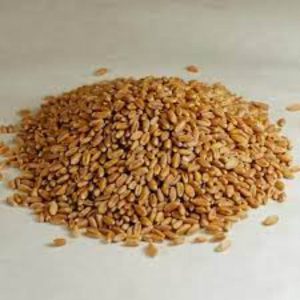 BULK EB – Organic Grains Hard Red Spring Wheat, 26 Lbs