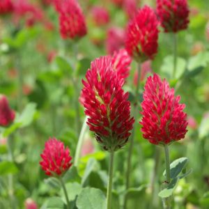 Crimson Clover Sprouting Seeds