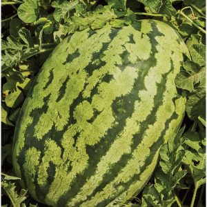 Carolina Cross Watermelon
