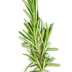 Bickford Rosemary Oil