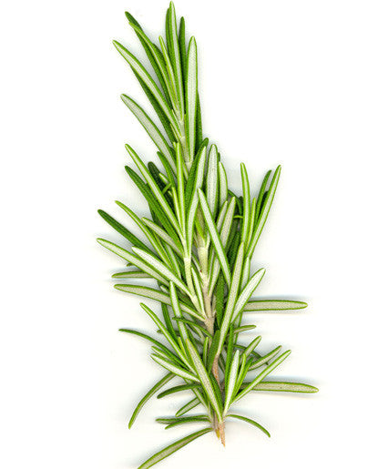 Bickford Rosemary Oil
