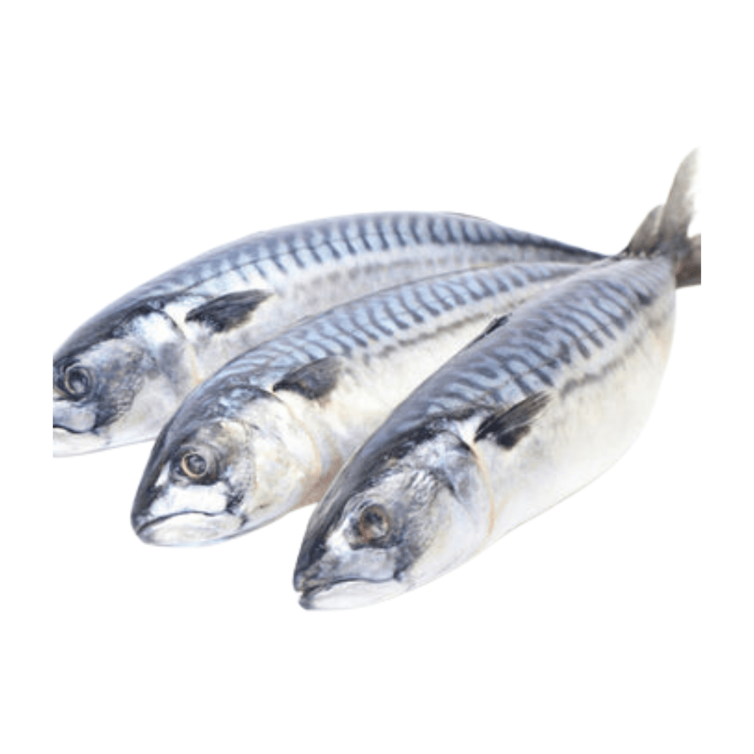 Mackerel Fish Titus – Delicious & Nutritious Seafood Delight