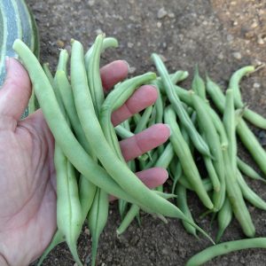 Blue Lake Bush Bean – Bulk