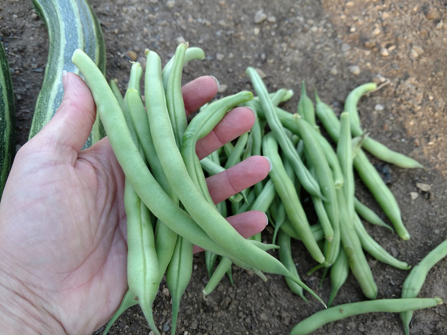 Blue Lake Bush Bean – Bulk