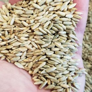 Elbon Rye Sprouting Seeds
