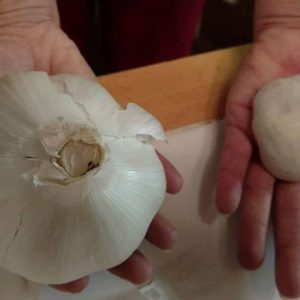 Elephant Garlic