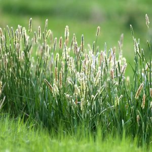 Timothy Grass – Bulk